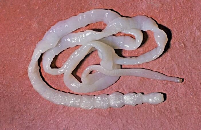 Tapeworm de porc